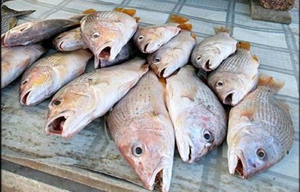 افزون بر 10 هزار قطعه ماهي در رودخانه زرينه رود مياندوآب تلف شدند
