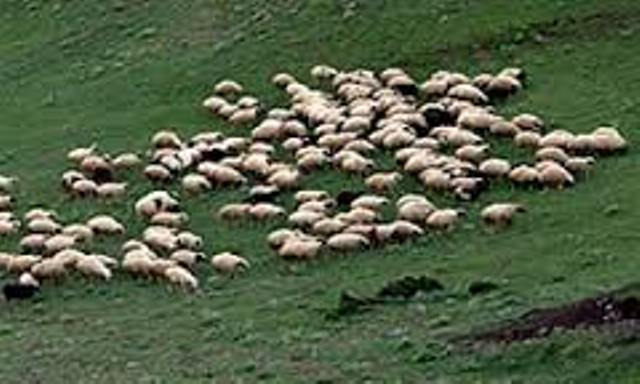دعوا بر سر گوسفند سبب مرگ سه برادر  شد