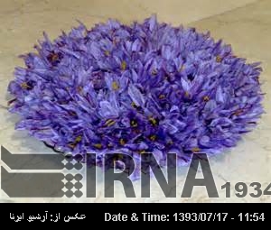 Iranians extract dye from saffron flower waste Iranians extract dye from saffron flower waste