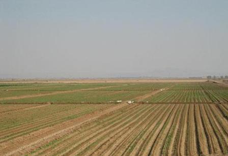 کشت پاییزه با الگوی کشاورزی پایدار در حوضه آبریز دریاچه ارومیه آغاز شد