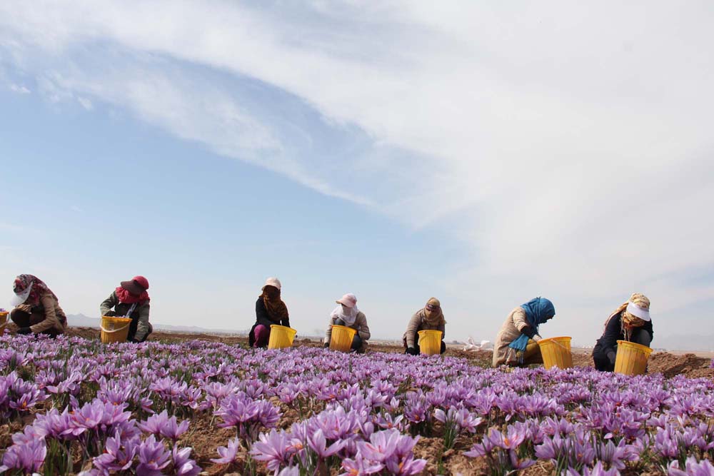 بازار گل زعفران در تربت حيدريه ساماندهي مي شود