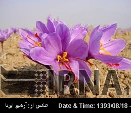 Iran exports saffron to 45 states