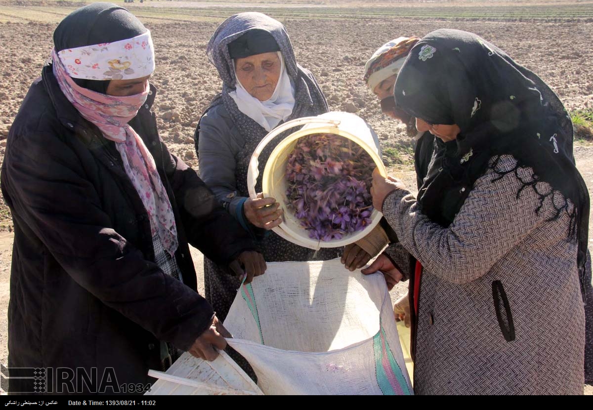 Torbat IRNA English - Harvesting Saffron / Torbat