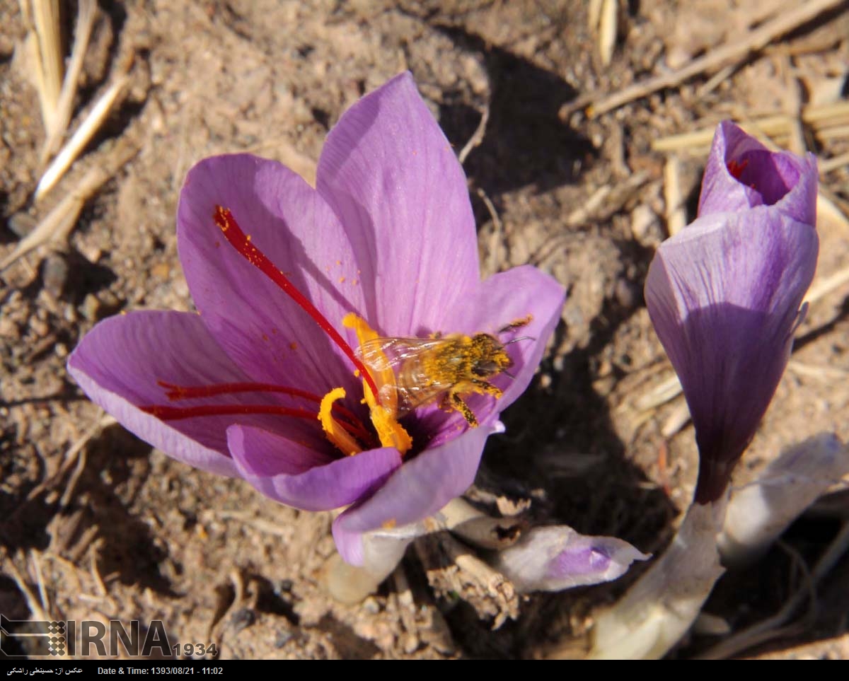 Torbat IRNA English - Harvesting Saffron / Torbat
