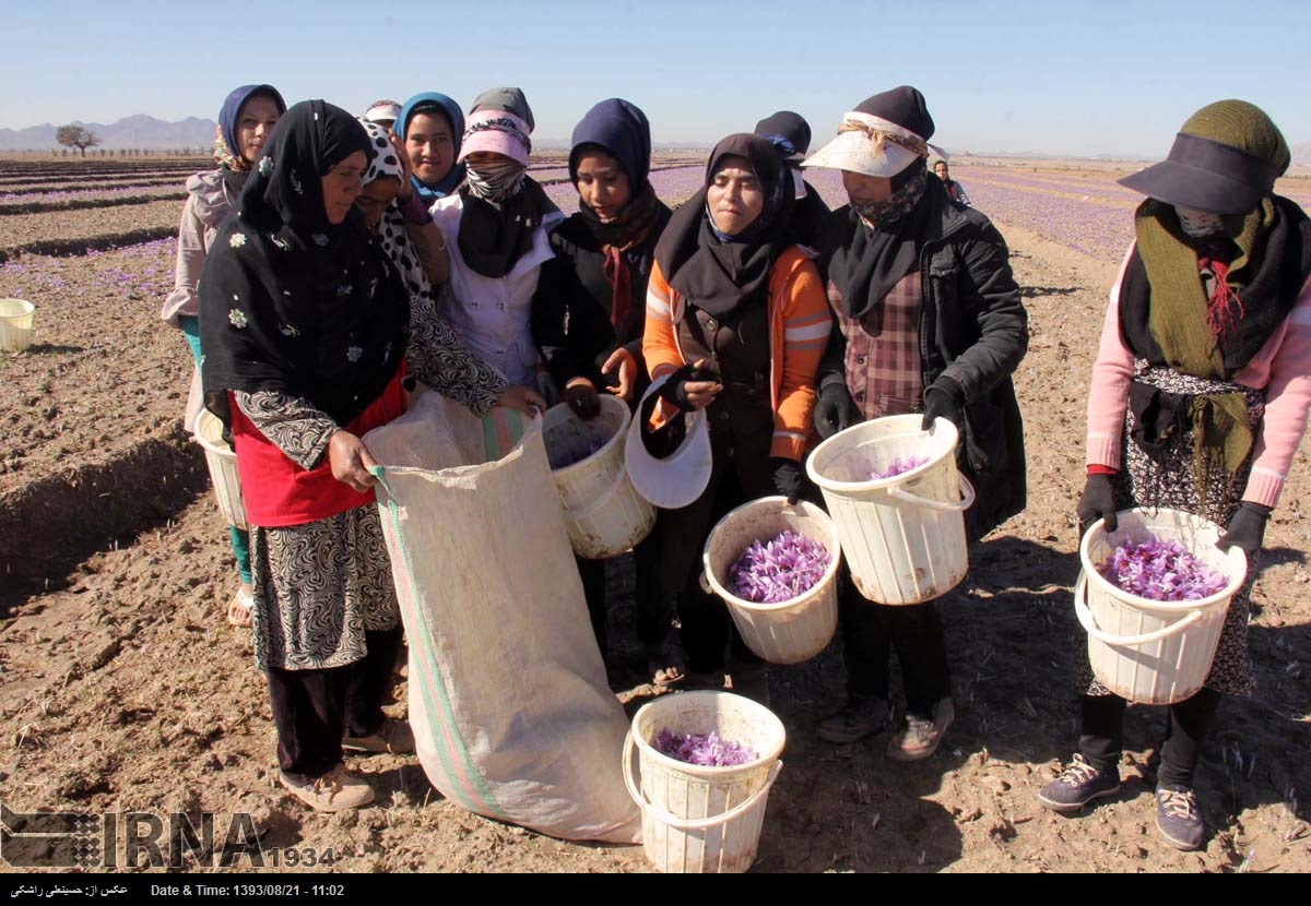 Torbat IRNA English - Harvesting Saffron / Torbat