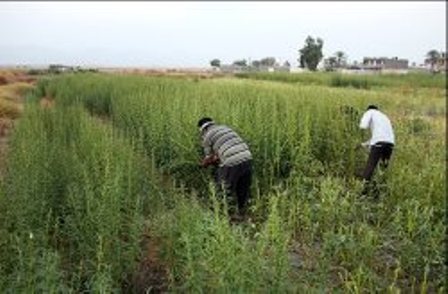 برداشت دو محصول كشاورزي در خنج آغاز شد