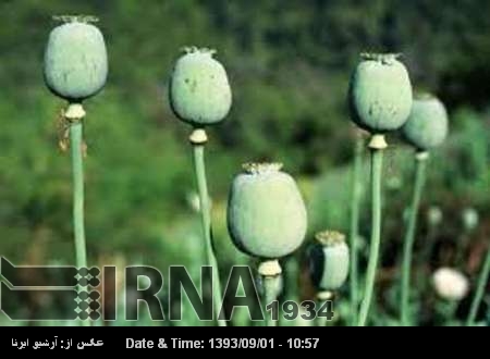 Más de 272 toneladas de drogas incautadas en Irán en seis meses Más de 272 toneladas de drogas incautadas en Irán en seis meses