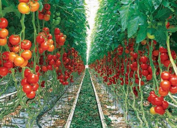 برداشت محصول گوجه فرنگي گلخانه اي در استان آغاز شد