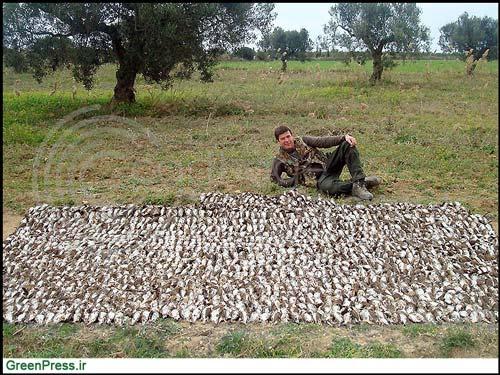 قتل‌عام پرندگان، سكوت مسئولان