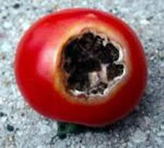 مبارزه طبيعي با آفات گوجه فرنگي در مزارع قلعه قاضي آغاز شد