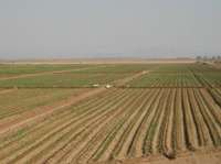 مزارع ديم دزفول به دليل كمبود بارندگي در حال خشك شدن است