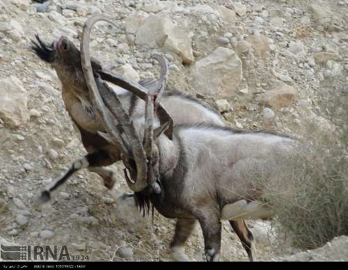 گونه های کل وبز  منطقه حفاظت شده  خاییز در کهگیلویه