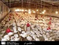 موردي از آنفلولانزاي فوق حاد  پرندگان در مازندران ديده نشده است