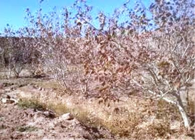 باغداران ميبدي روش تغذيه باغ هاي پسته در زمستان را فرا گرفتند باغداران ميبدي روش تغذيه باغ هاي پسته در زمستان را فرا گرفتند
