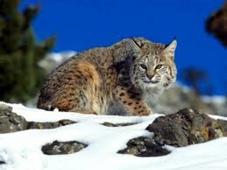 ثبت تصاوير گربه وحشي در منطقه حفاظت شده ديناركوه آبدانان