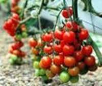 32هزارتن گوجه فرنگي از مزارع پارسيان برداشت شد