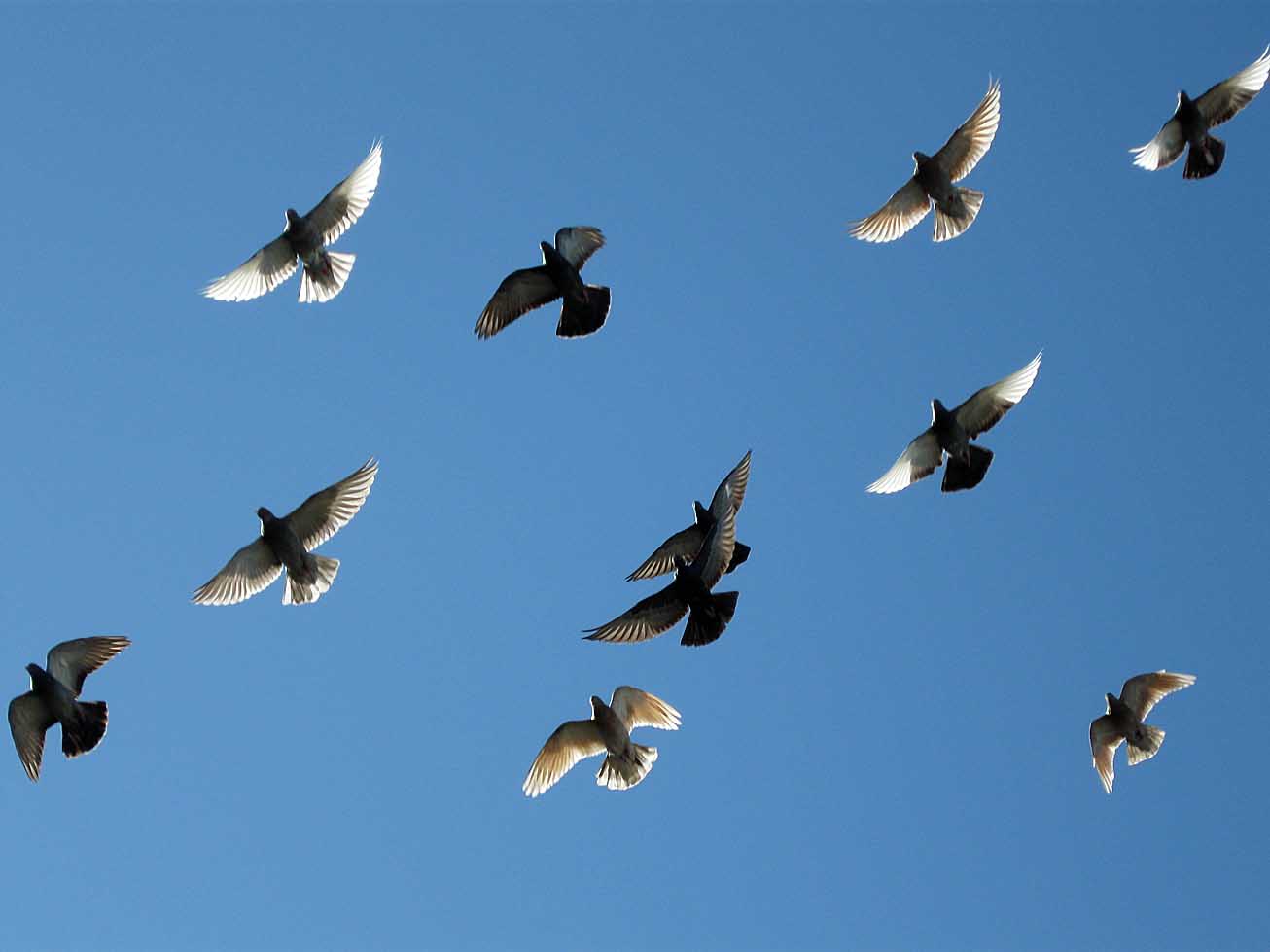 Bilderesultat for ‫کبوتران پرواز‬‎