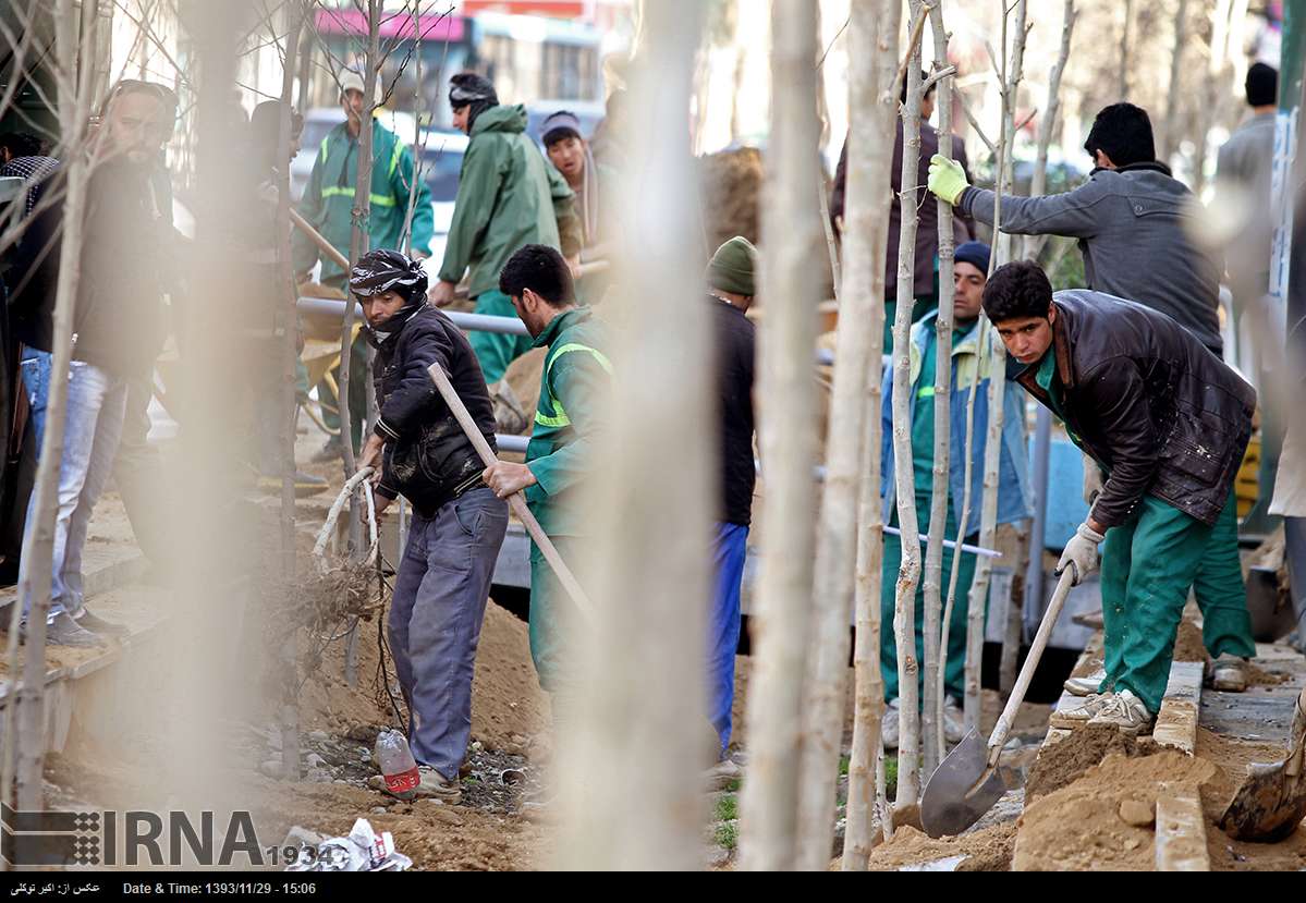 قطع درختان در تهران و صدها سوال بی‌پاسخ!