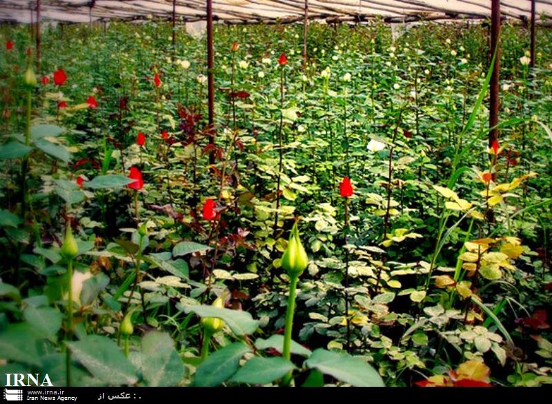 ساخت پايانه گل و گياه دزفول در هاله اي از ابهام