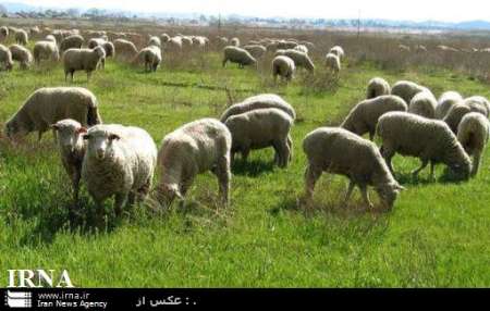 160 هزار راس دام عشایر سیستان و بلوچستان امسال بیمه شدند