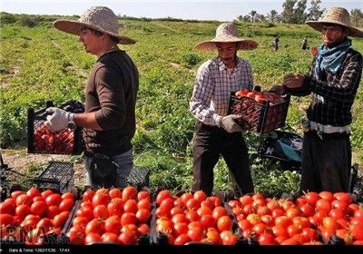 سازمان تعاون روستايي گوجه فرنگي پارسيان را خريداري مي كند