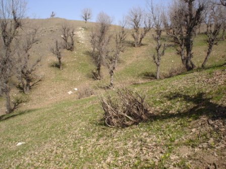 خشكیدگی جنگل های زاگرسی متوقف شد