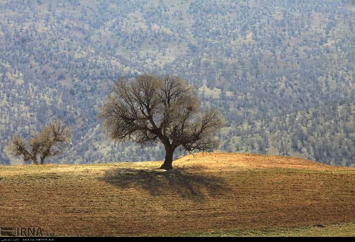 ایستادگان پای حیات جنگل