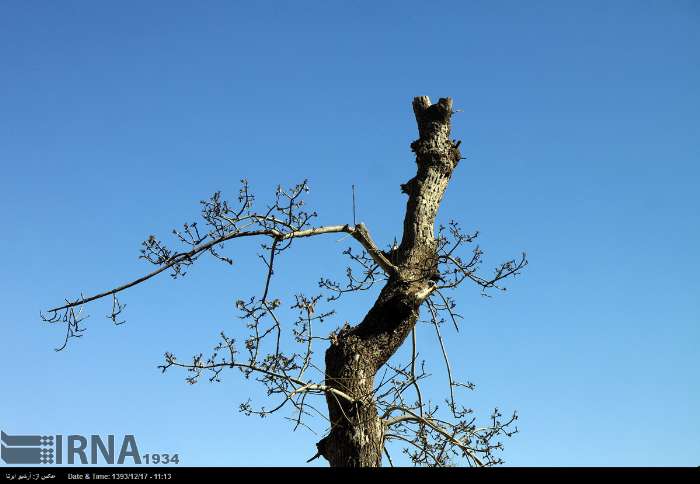 عشق در پیشه آنان، حرف اول را می زند