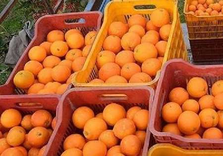 70 هزار تن سیب و پرتقال نوروزی هفته آینده وارد بازار می شود
