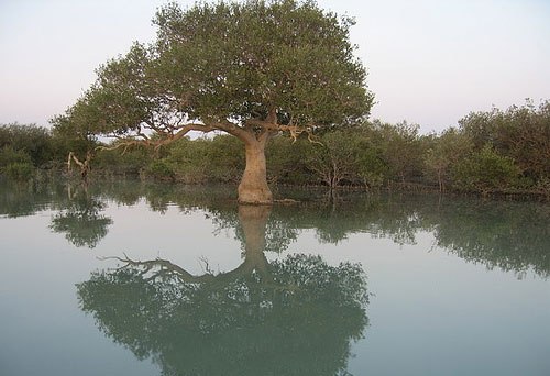 طبيعت هرمزگان گنجينه اي پنهان درميان دارايي هاي استان