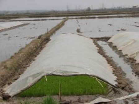 خزانه گيري برنج درشاليزارهاي مازندران آغاز شد