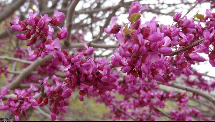 &nbsp;عروس دلربای زاگرس کجاست؟