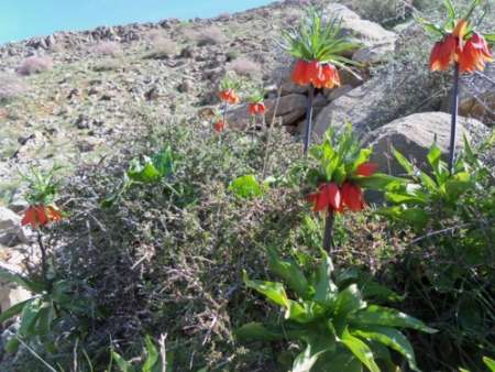 فرش قرمز مردم كنگاور زیرپای گردشگران و مسافران نوروزی