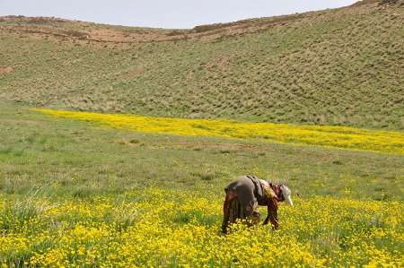 ونك، جلوه بي نظير طبيعت در غرب سميرم