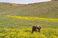 ونك، جلوه بي نظير طبيعت در غرب سميرم