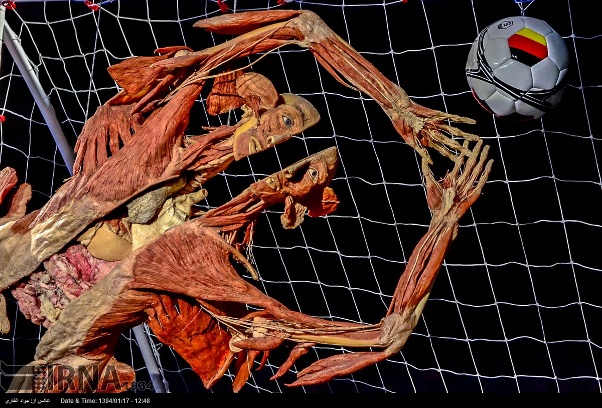 نمایشگاه آناتومی بدن انسان در ایتالیا