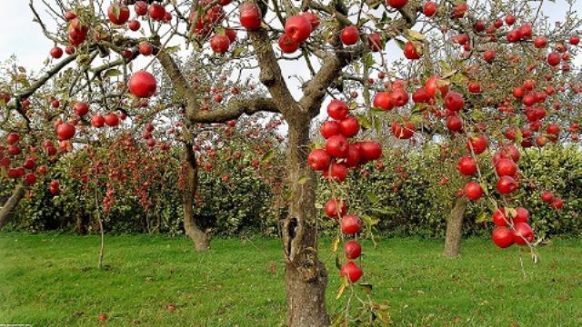 درخواست ثبت ملي باغ سيب مهرشهر كرج به مقامات عالي كشورارجاع شد