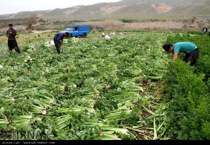 فیلم|برداشت کرفس از اراضی قیروکارزین برای صادرات به روسیه