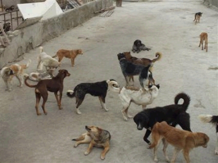 دستورالعمل كنترل جمعیت سگ های ولگرد باید اجرا شود