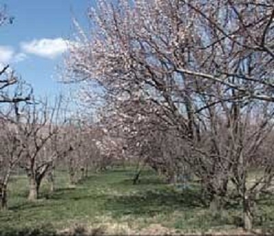 سرمازدگي 500 ميليارد ريال خسارت به كشاورزي سميرم وارد كرد