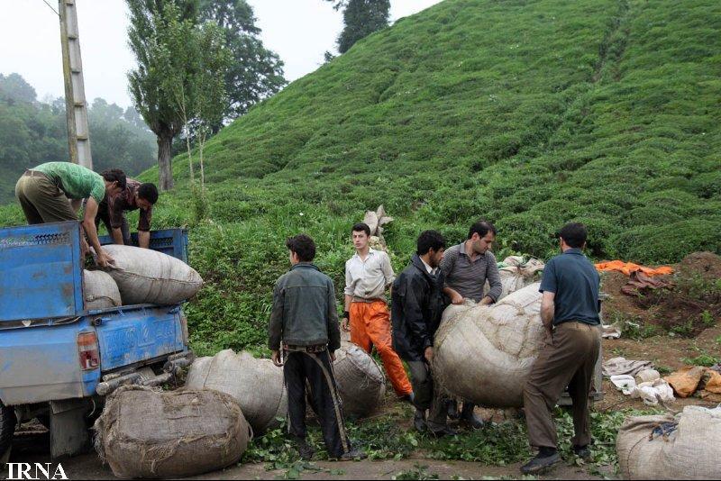 سازمان چای آماده انعقاد قرارداد با واحدهای تولید چای خشك است