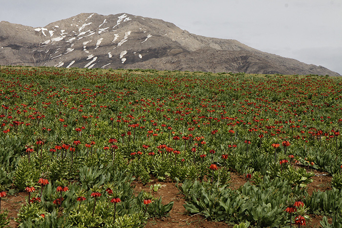 زوال اردیبهشتی گل