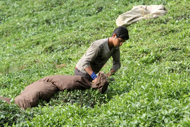 برداشت برگ سبز چاي به طور رسمي از باغات شمال كشور آغاز شد
