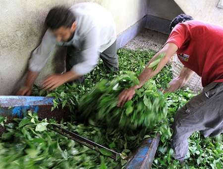رييس سازمان چاي كشور: كارخانه ها، چاي با كيفيت توليد كنند