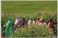 Festival of rose and rose water