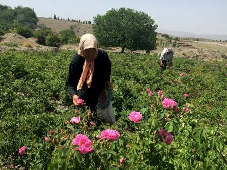 سالانه 500 تن گل محمدي از باغات استان كرمانشاه برداشت مي شود