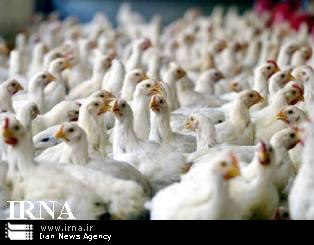مرغ خریدار ندارد/صنعت طیور نیازمند برنامه ریزی مدون است