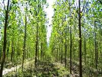 درختان سريع الرشد در چهار هزار هكتاراز جنگل هاي مازندران كشت شد