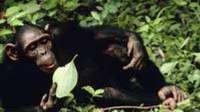 شامپانزه ها توانايي ذهني پختن غذا را دارند