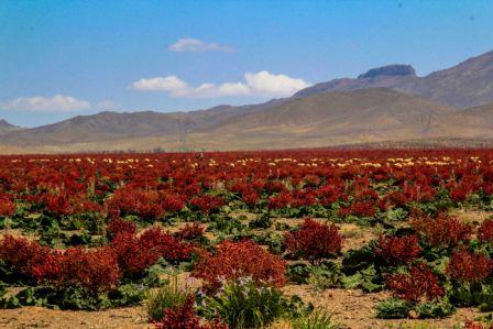 بهره برداری از گیاهان دارویی بدون اخذ مجوز ممنوع است